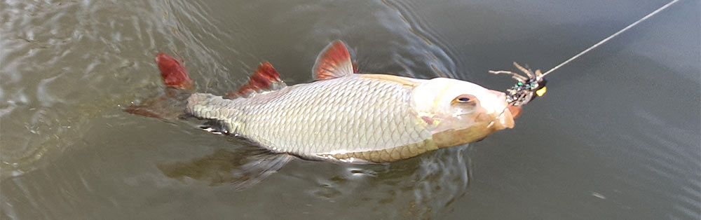 Ловля голавля осенью на мушку