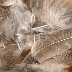 Перья куропатки Hareline Premium Hungarian Partridge Feathers