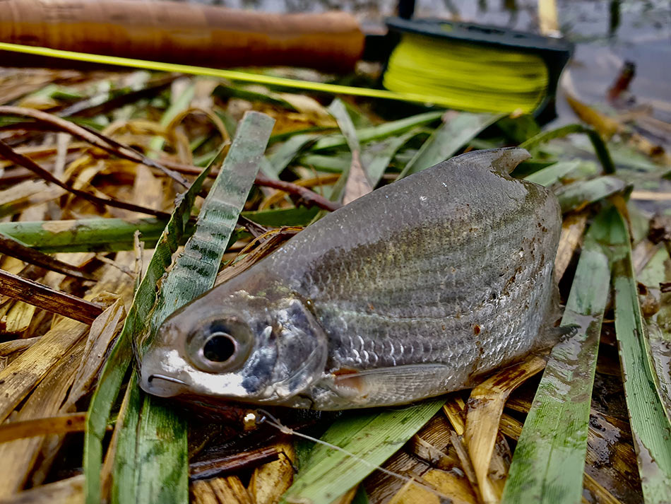 Этот подлещик пойман 2-м классом нахлыстовой снасти
