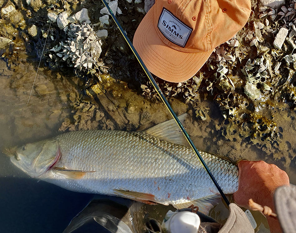 Первое фото, которое я сделал после того, как крупный жерех оказался в моих руках