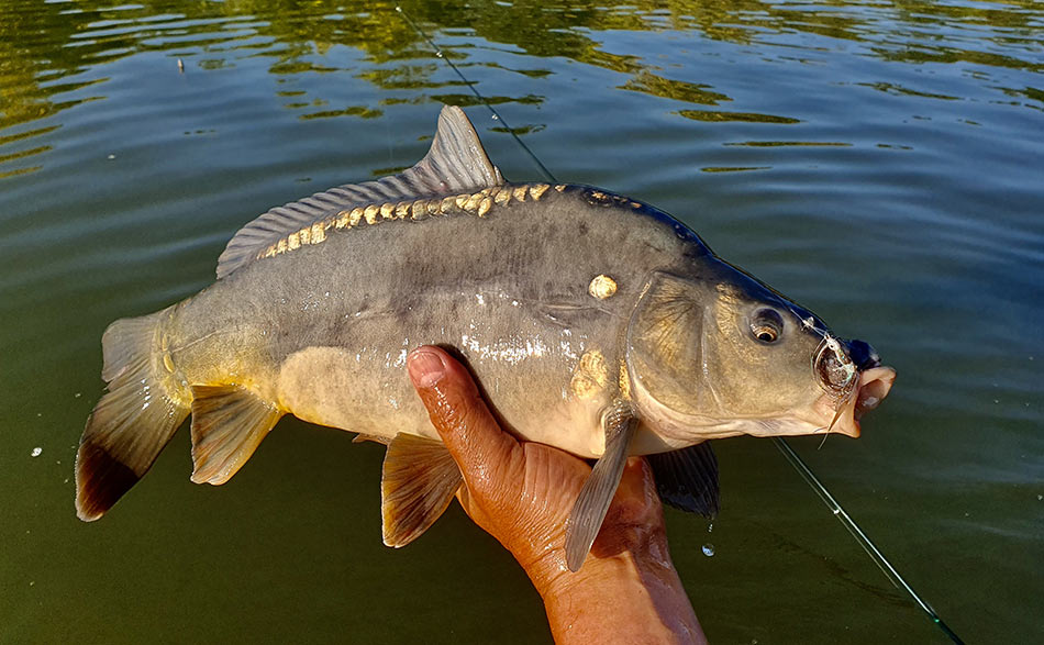 Вот такой красавец зеркальный карп может клюнуть на стример, имитирующий малька