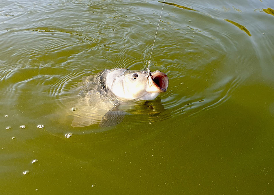 До последнего момента я верил, что на мой стример клюнул настоящий хищник, а не карп