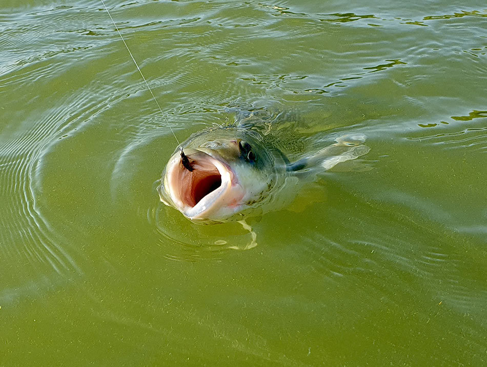 Амур берёт мушку очень аккуратно, поэтому засекается всегда за самый кончик губы