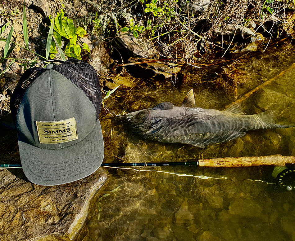 Это и есть тот самый хищный карп, клюнувший на стример