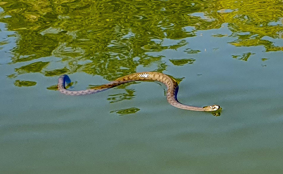 Когда стоишь по пояс в воде, а мимо проплывает змея, то реально понимаешь, как важно, что ты в любимых вэйдерсах SIMMS G3 Stockingfoot