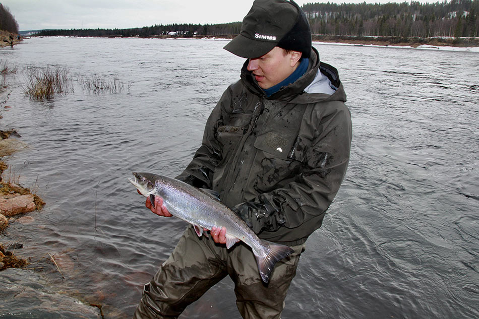 Вот такая сёмга ловится на реке Варзуга
