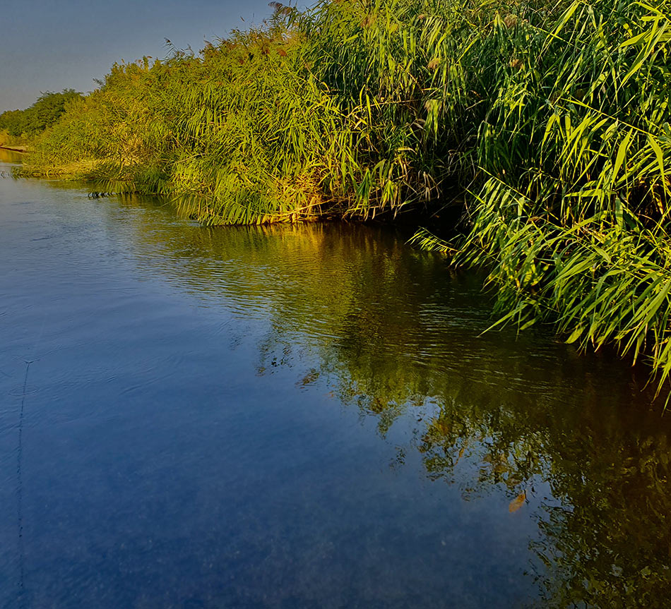 Жереха нередко можно поймать вдоль камышей, позволяя мушкам заглубиться перед проводкой