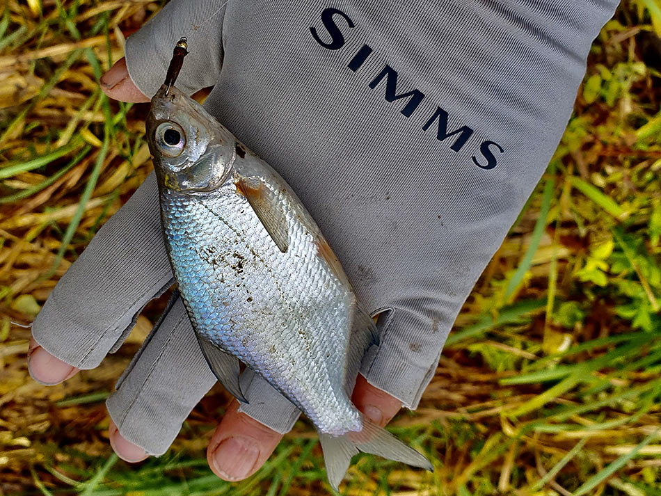 Чтобы научиться ловить крупного леща, нужна сначала освоить ловлю мелкого подлещика