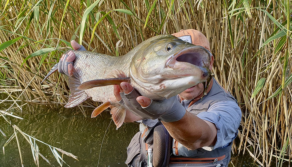 Пасть у крупного жереха позволяет охотиться на совсем не мелкую рыбёшку