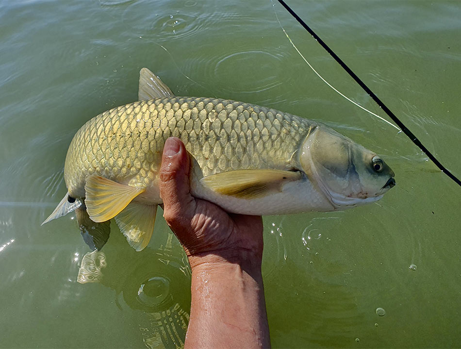 Белый амур – очень красивая рыба с правильными формами