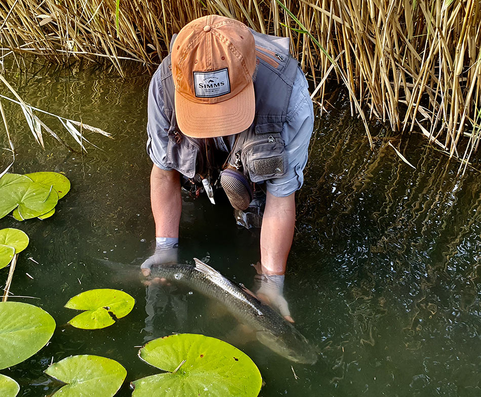 В перерывах между фотоснимками нужно рыбу держать как можно дольше в воде, давая ей возможность свободно дышать. Благо, вэйдерсная экипировка SIMMS позволяет рыбаку находиться в воде сколько угодно.