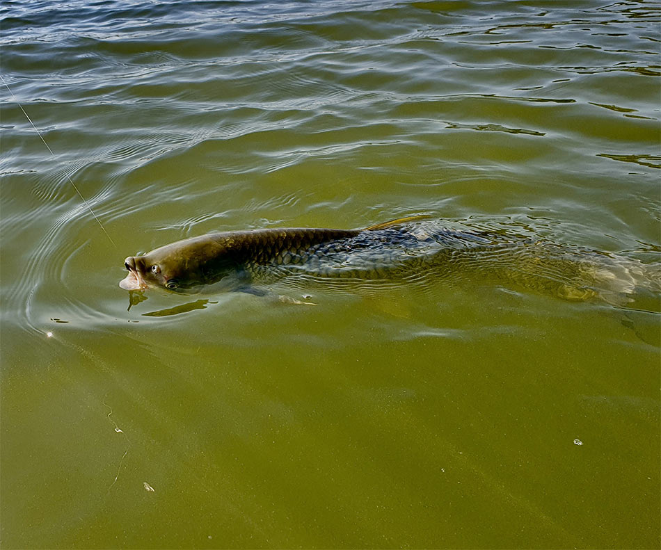 Перед тем, как брать амура в подсачек или руками, необходимо дать ему хорошо глотнуть воздуха.