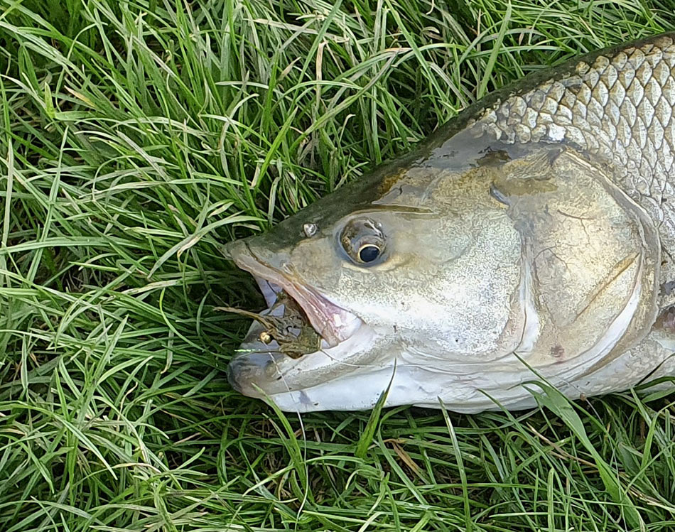 Несговорчивый хищник клюнул на банальный «Woolly Bagger Olive»