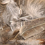 Перья куропатки Hareline Premium Hungarian Partridge Feathers (Natural)